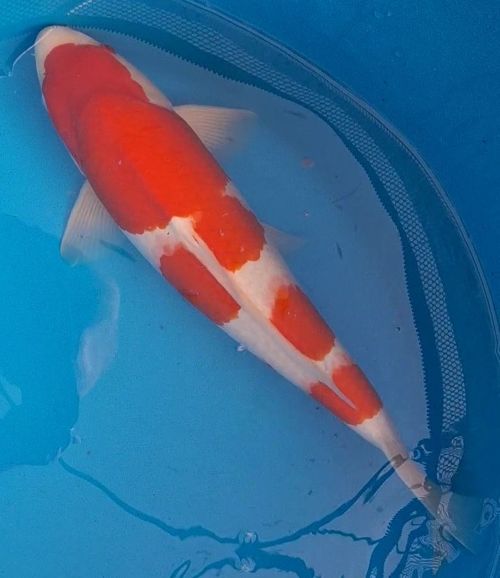Kohaku